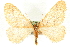  (Agriopis aurantiaria - MM14437)  @15 [ ] CreativeCommons - Attribution (2010) Unspecified Centre for Biodiversity Genomics