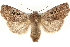  ( - MM14440)  @14 [ ] CreativeCommons - Attribution (2010) Unspecified Centre for Biodiversity Genomics