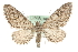  ( - MM14615)  @14 [ ] CreativeCommons - Attribution (2010) Unspecified Centre for Biodiversity Genomics