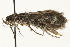  ( - MM14796)  @13 [ ] CreativeCommons - Attribution (2010) Unspecified Centre for Biodiversity Genomics