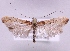  (Caloptilia falconipennella - MM05693)  @15 [ ] No Rights Reserved (2011) Marko Mutanen University of Oulu