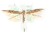  ( - MM15605)  @14 [ ] CreativeCommons - Attribution (2010) Marko Mutanen Centre for Biodiversity Genomics