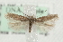  ( - MM15633)  @14 [ ] CreativeCommons - Attribution (2010) Marko Mutanen Centre for Biodiversity Genomics
