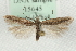  (Scrobipalpula psilella - MM15645)  @14 [ ] CreativeCommons - Attribution (2010) Marko Mutanen Centre for Biodiversity Genomics