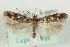  (Caryocolum arenariella - MM15647)  @14 [ ] CreativeCommons - Attribution (2010) Marko Mutanen Centre for Biodiversity Genomics