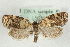  ( - MM15650)  @14 [ ] CreativeCommons - Attribution (2010) Marko Mutanen Centre for Biodiversity Genomics