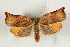  ( - MM15652)  @13 [ ] CreativeCommons - Attribution (2010) Marko Mutanen Centre for Biodiversity Genomics