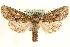  (Dryobotodes eremita - MM15870)  @15 [ ] CreativeCommons - Attribution (2010) Unspecified Centre for Biodiversity Genomics