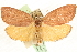  (Callizyga - MM11460)  @15 [ ] CreativeCommons - Attribution (2010) Unspecified Centre for Biodiversity Genomics