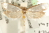  ( - MM11467)  @14 [ ] CreativeCommons - Attribution (2010) Unspecified Centre for Biodiversity Genomics