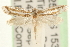  ( - MM11496)  @14 [ ] CreativeCommons - Attribution (2010) Unspecified Centre for Biodiversity Genomics