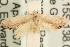  (Eupselia sp. ANICMK14 - MM15205)  @13 [ ] CreativeCommons - Attribution (2010) Unspecified Centre for Biodiversity Genomics