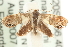  ( - MM15210)  @14 [ ] CreativeCommons - Attribution (2010) Unspecified Centre for Biodiversity Genomics
