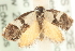  ( - MM15230)  @13 [ ] CreativeCommons - Attribution (2010) Unspecified Centre for Biodiversity Genomics