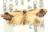  ( - MM15234)  @14 [ ] CreativeCommons - Attribution (2010) Unspecified Centre for Biodiversity Genomics
