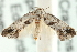  (Eupselia sp. ANICIC70 - MM15255)  @14 [ ] CreativeCommons - Attribution (2010) Unspecified Centre for Biodiversity Genomics