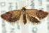  ( - MM15262)  @14 [ ] CreativeCommons - Attribution (2010) Unspecified Centre for Biodiversity Genomics