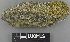  (Lecania madida - H9243658)  @11 [ ] by-nc (2024) Erkka Laine Luomus
