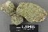  (Lecanoromycetes - H9243006)  @11 [ ] by-nc (2024) Erkka Laine Luomus