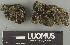  (Placynthium asperellum - H9247600)  @11 [ ] by-nc (2025) Erkka Laine Luomus