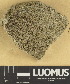  (Acarospora fennica - H9211477)  @11 [ ] by-nc (2025) Erkka Laine Luomus