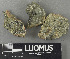  ( - H9243292)  @11 [ ] by-nc (2024) Erkka Laine Luomus