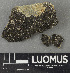  (Lophiostomataceae - H9243573)  @11 [ ] by-nc (2024) Erkka Laine Luomus