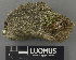  (Bacidina omnicola - H9243111)  @11 [ ] by-nc (2024) Erkka Laine Luomus