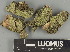  ( - H9247397)  @11 [ ] by-nc (2025) Erkka Laine Luomus