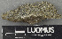  (Caloplaca aff. ahtii - H9243584)  @11 [ ] by-nc (2024) Erkka Laine Luomus