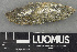  (Acarospora versicolor auct - H9243679)  @11 [ ] by-nc (2024) Erkka Laine Luomus