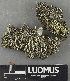  ( - H9243494)  @11 [ ] by-nc (2024) Erkka Laine Luomus