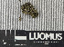  (Sclerococcum deminutum - H9243405)  @11 [ ] by-nc (2024) Erkka Laine Luomus