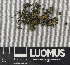  (Rinodina mniaroea - H9243507)  @11 [ ] by-nc (2024) Erkka Laine Luomus