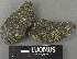  ( - H9243411)  @11 [ ] by-nc (2024) Erkka Laine Luomus