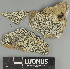  ( - H9237605.1)  @11 [ ] by-nc (2025) Erkka Laine Luomus