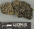  ( - H9247637)  @11 [ ] by-nc (2025) Erkka Laine Luomus