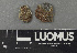 (Tumularia - H9243234)  @11 [ ] by-nc (2024) Erkka Laine Luomus