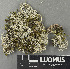  ( - H9243416)  @11 [ ] by-nc (2024) Erkka Laine Luomus