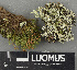  ( - H9243701)  @11 [ ] by-nc (2024) Erkka Laine Luomus