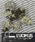  ( - H9243420)  @11 [ ] by-nc (2024) Erkka Laine Luomus