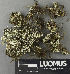  (Cladonia diversa - H9243421)  @11 [ ] by-nc (2024) Erkka Laine Luomus
