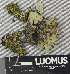  (Lecanographaceae - H9243520)  @11 [ ] by-nc (2024) Erkka Laine Luomus
