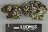  ( - H9247339)  @11 [ ] by-nc (2025) Erkka Laine Luomus