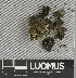 ( - H9247340)  @11 [ ] by-nc (2025) Erkka Laine Luomus