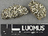  ( - H9243524)  @11 [ ] by-nc (2024) Erkka Laine Luomus