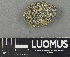  (Porpidia aff. striata - H9243526)  @11 [ ] by-nc (2024) Erkka Laine Luomus