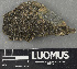  (Rinodina tephraspis - H9243721)  @11 [ ] by-nc (2024) Erkka Laine Luomus