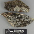  ( - H9247435)  @11 [ ] by-nc (2025) Erkka Laine Luomus