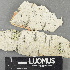  (Leotiales - H9243723)  @11 [ ] by-nc (2024) Erkka Laine Luomus